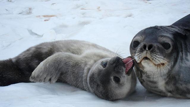 为什么象会大声咆哮，鲸却像耗子一样吱声？