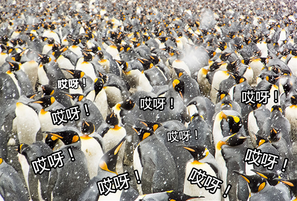 澎湃联播|我可能上了假车、买了假票、逛了假景点