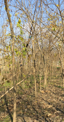 柞榛小树