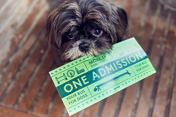 趣看｜腐国人民闲得慌，全球首创汪星专享观光巴士