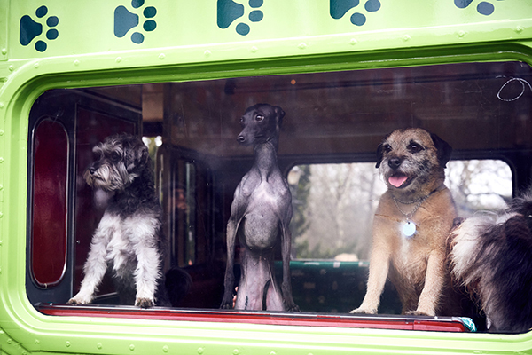 趣看｜腐国人民闲得慌，全球首创汪星专享观光巴士