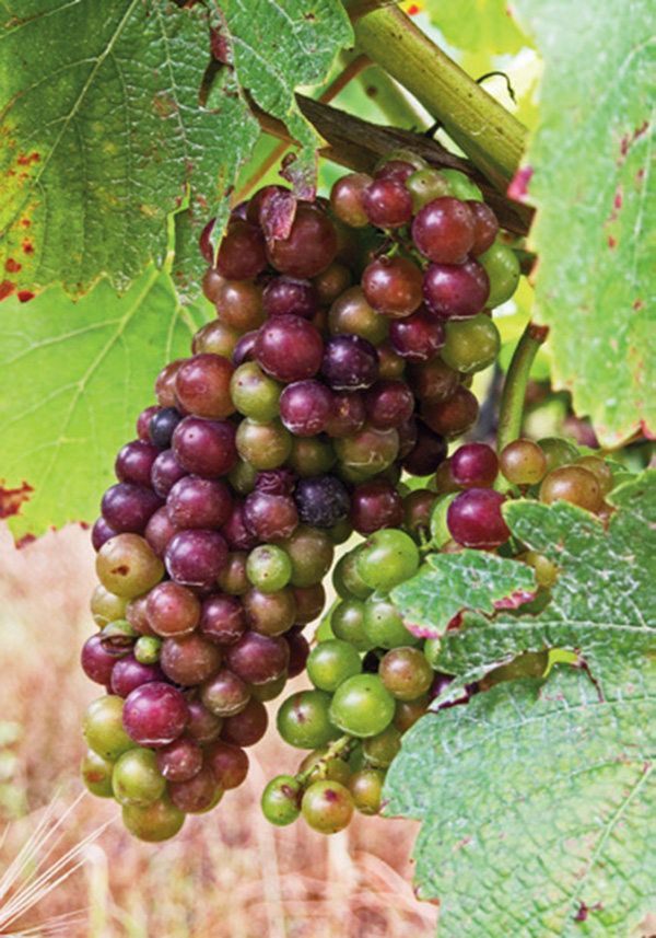 瑞士边喝边走，徒步享受阿尔卑斯壮美