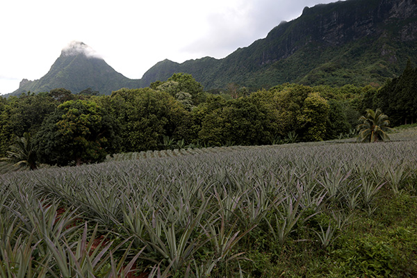 飞向太平洋之心，带你去看真实的波利尼西亚