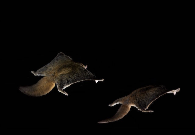 是它，是它，就是它！月光里的小飞侠