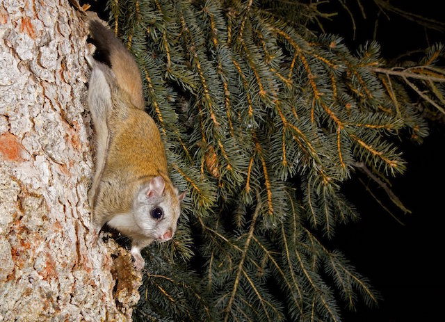 是它，是它，就是它！月光里的小飞侠