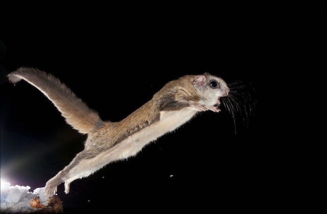 是它，是它，就是它！月光里的小飞侠