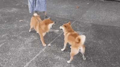 澎湃联播|不管赚多赚少，不管有没有对象，回家最重要