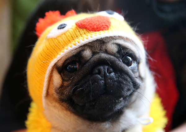 趣看｜全球化的新春：鸡鸡复鸡鸡，鸡鸡何其多