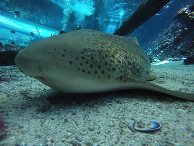 鲨鱼妈妈逆天了：管它雄性在不在，老娘都能生小孩！