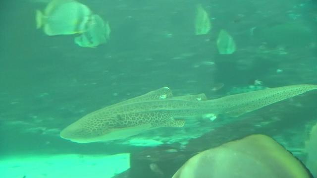 鲨鱼妈妈逆天了：管它雄性在不在，老娘都能生小孩！