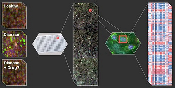无需了解病理机制，这家公司通过对比细胞图像直接寻找药物