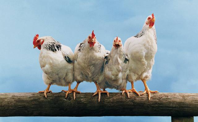 鸡年说鸡，不要只想着能、好、怎，它们可能比某些人还聪明