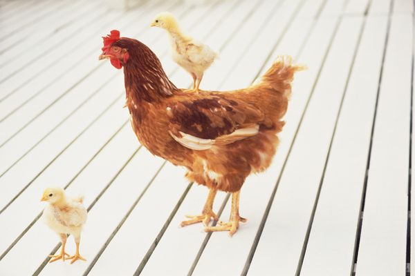 鸡年说鸡，不要只想着能、好、怎，它们可能比某些人还聪明