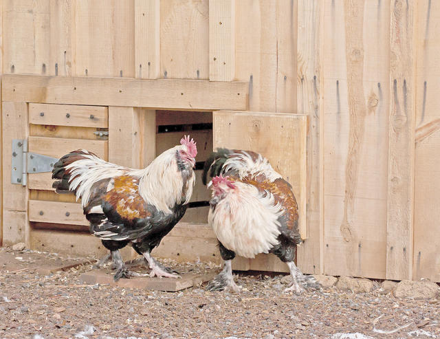 鸡年说鸡，不要只想着能、好、怎，它们可能比某些人还聪明