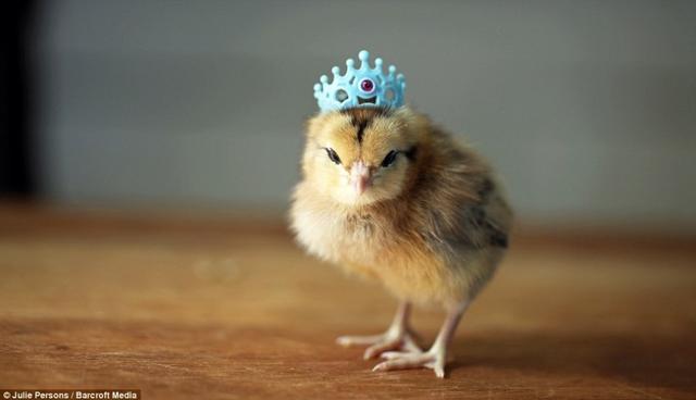 鸡年说鸡，不要只想着能、好、怎，它们可能比某些人还聪明