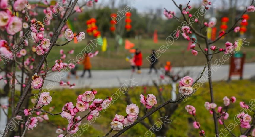 南通啬园寒风中的一抹春色。 (2).jpg