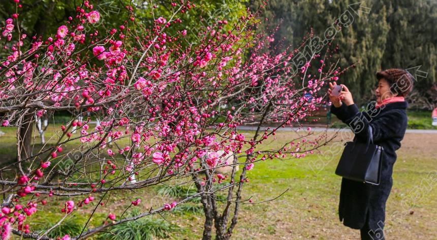 南通啬园寒风中的一抹春色。 (5).jpg