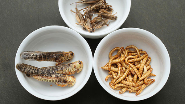 三十年内可能会吃到的七种未来食物