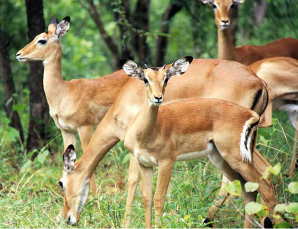 马拉维的奇迹之地