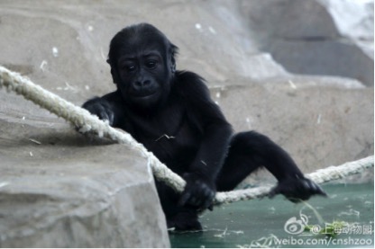 捍卫动物园：糟糕的动物园不少，但好的动物园让世界更美好