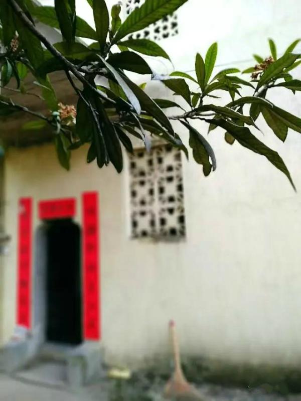 回乡偶忆｜柯小刚：最后的南山