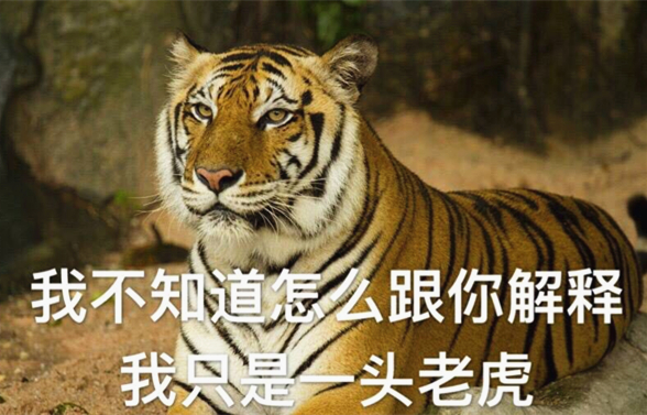 澎湃联播|川普的春节，一片红红火火恍恍惚惚