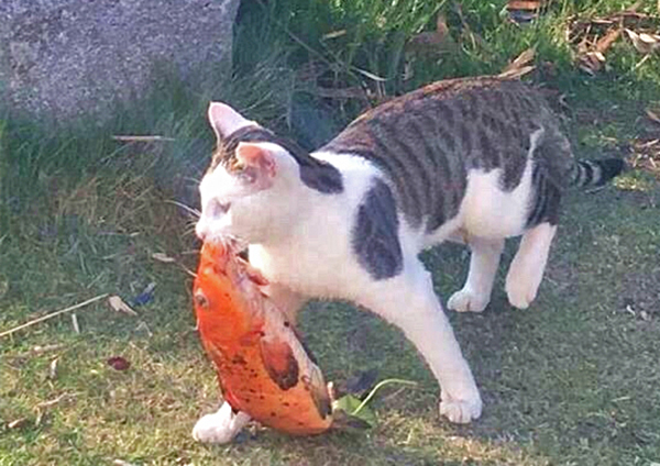 澎湃联播｜向鳄鱼扔钱和撕人家春联，哪个更傻？