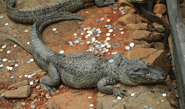 澎湃联播｜向鳄鱼扔钱和撕人家春联，哪个更傻？