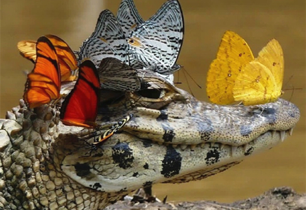 澎湃联播｜向鳄鱼扔钱和撕人家春联，哪个更傻？