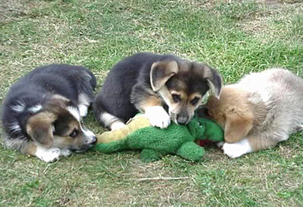 澎湃联播｜向鳄鱼扔钱和撕人家春联，哪个更傻？