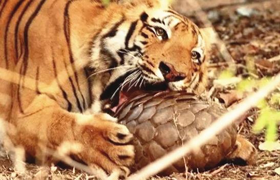 澎湃联播|“爷爷，爷爷，穿山甲兄弟被人吃了！”