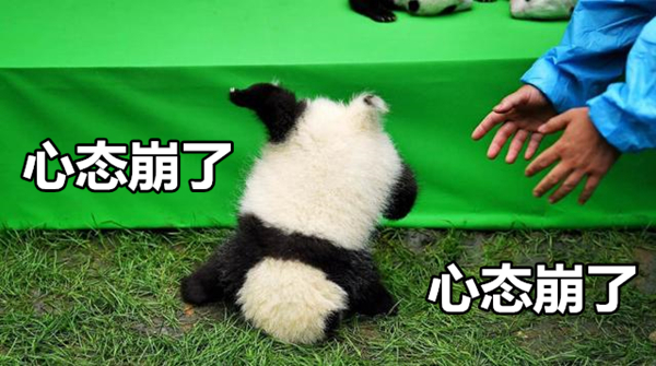 澎湃联播|“爷爷，爷爷，穿山甲兄弟被人吃了！”