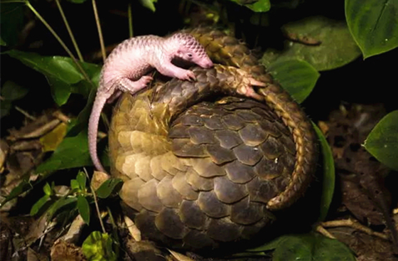 澎湃联播|“爷爷，爷爷，穿山甲兄弟被人吃了！”