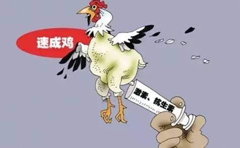 什么鸡好吃？走地鸡、速成鸡，吃得其所就好