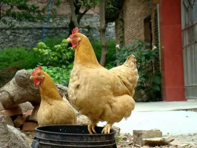 什么鸡好吃？走地鸡、速成鸡，吃得其所就好