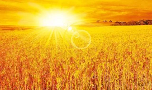 古埃及人都吃些啥？