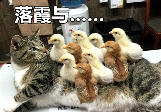 澎湃联播|看完中国诗词大会，别再满脑子皮皮虾我们走