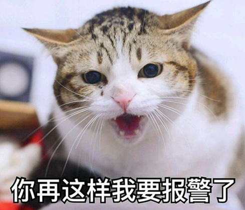 澎湃联播|看完中国诗词大会，别再满脑子皮皮虾我们走