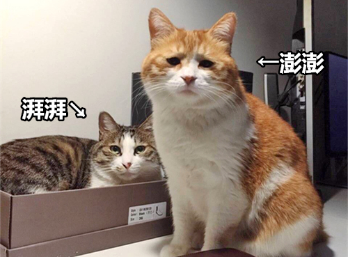 澎湃联播|看完中国诗词大会，别再满脑子皮皮虾我们走