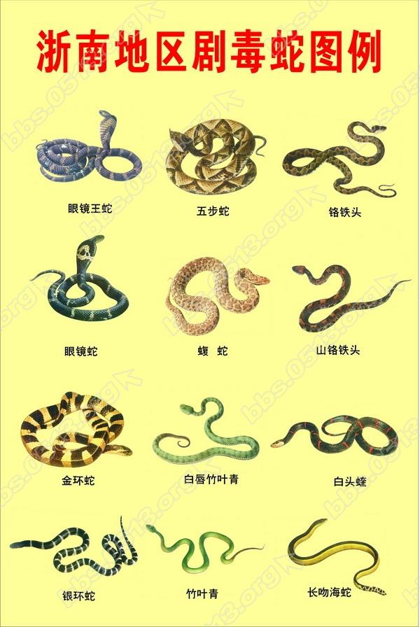 1剧毒蛇.jpg