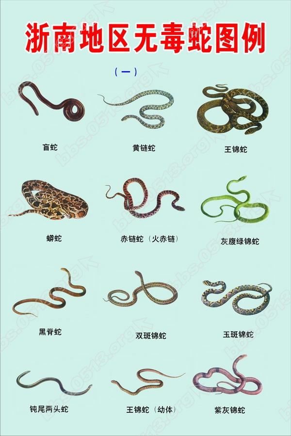 3无毒蛇1.jpg