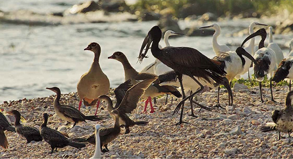 鲁邦多岛的诺亚方舟