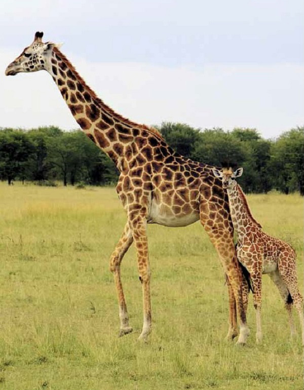 鲁邦多岛的诺亚方舟