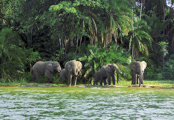 鲁邦多岛的诺亚方舟
