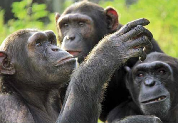 鲁邦多岛的诺亚方舟