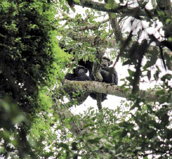 鲁邦多岛的诺亚方舟
