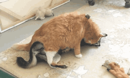 澎湃联播|十个橘猫九个胖，可以说非常豹笑了