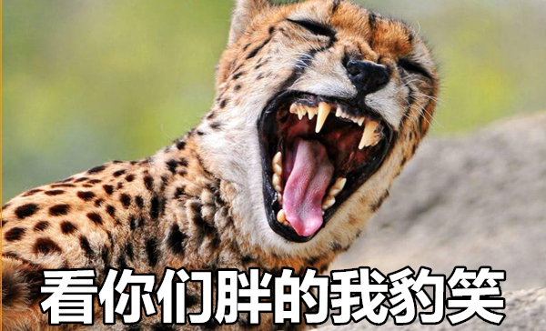 澎湃联播|十个橘猫九个胖，可以说非常豹笑了