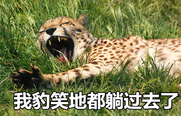 澎湃联播|十个橘猫九个胖，可以说非常豹笑了