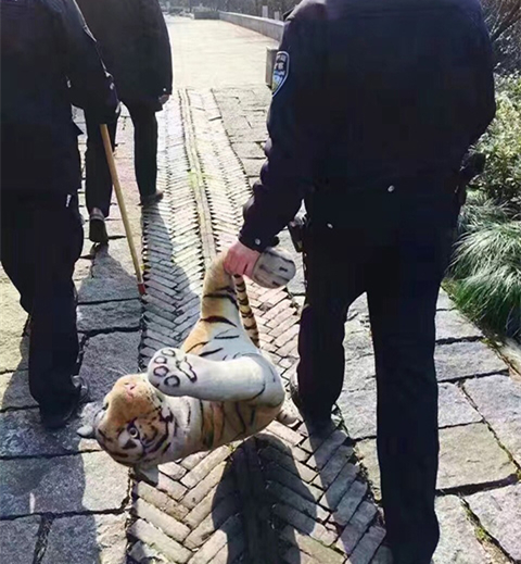 澎湃联播|十个橘猫九个胖，可以说非常豹笑了